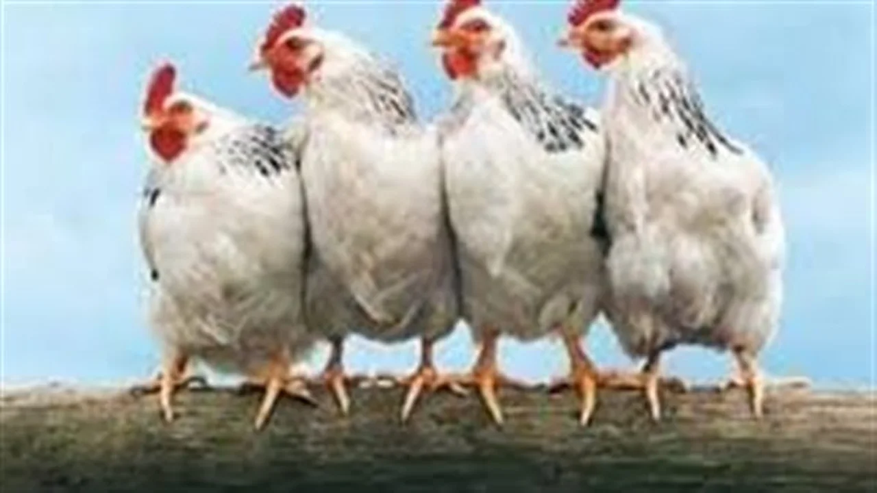 أسعار الفراخ البيضاء تستقر في بورصة الدواجن المصرية بعد تراجع متواصل